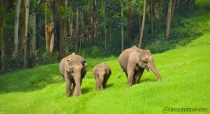 eravikulam-national-park-munnar-wildlife-sanctuaries