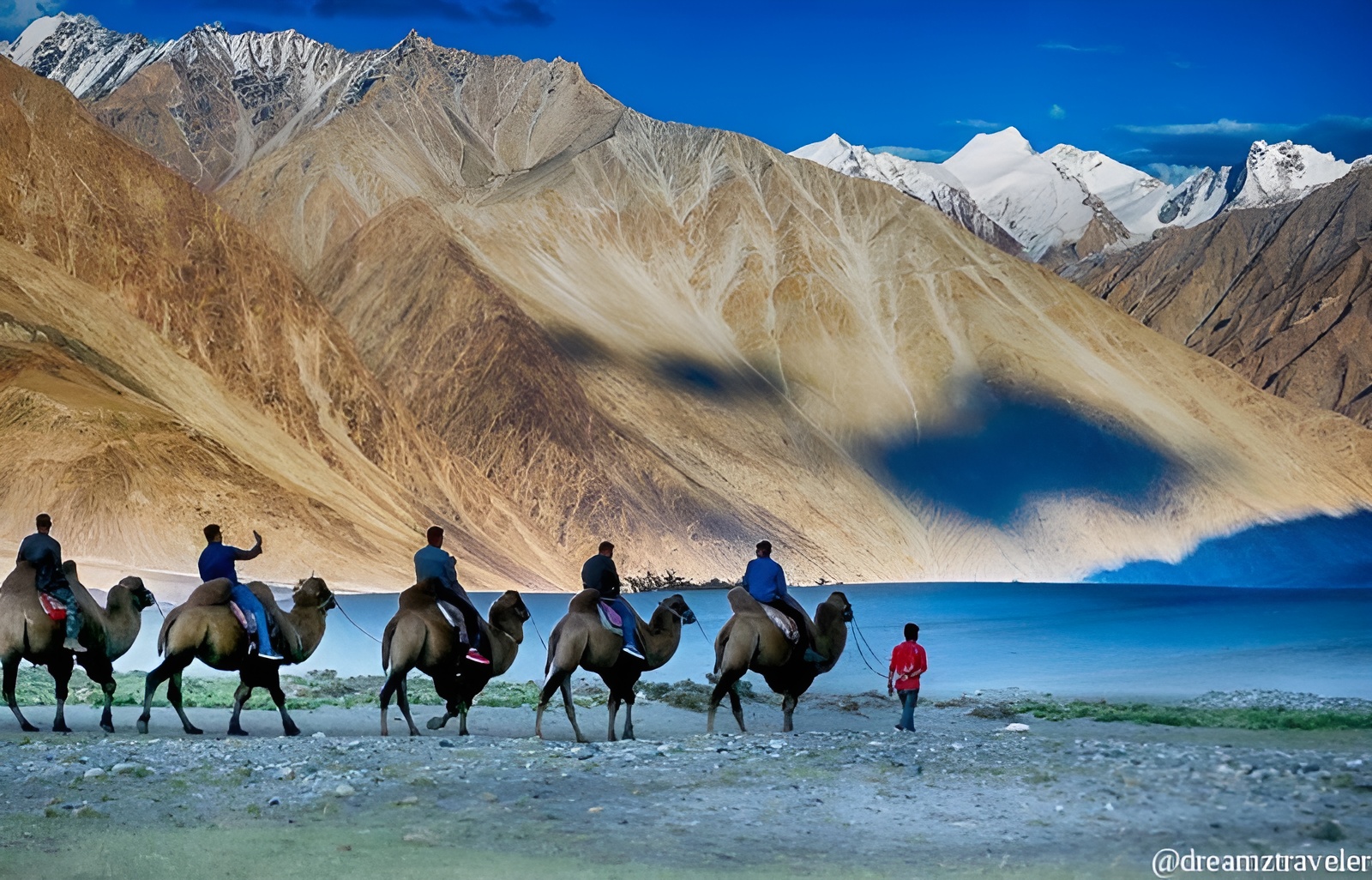 nubra-valley-camel-safari-Leh Ladakh