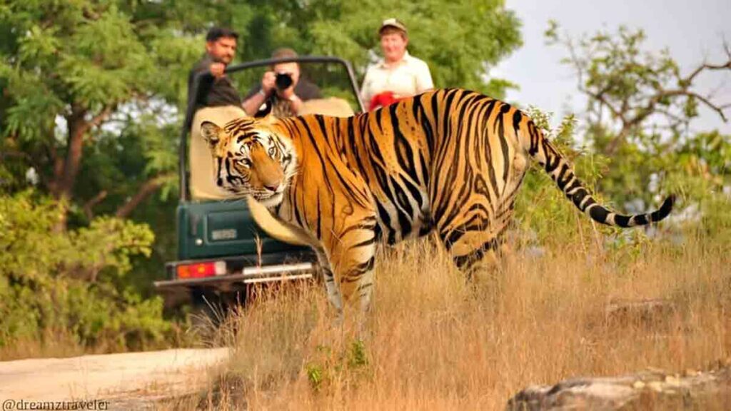 Jim Corbett National Park