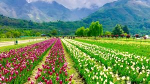 tulip-garden-srinagar