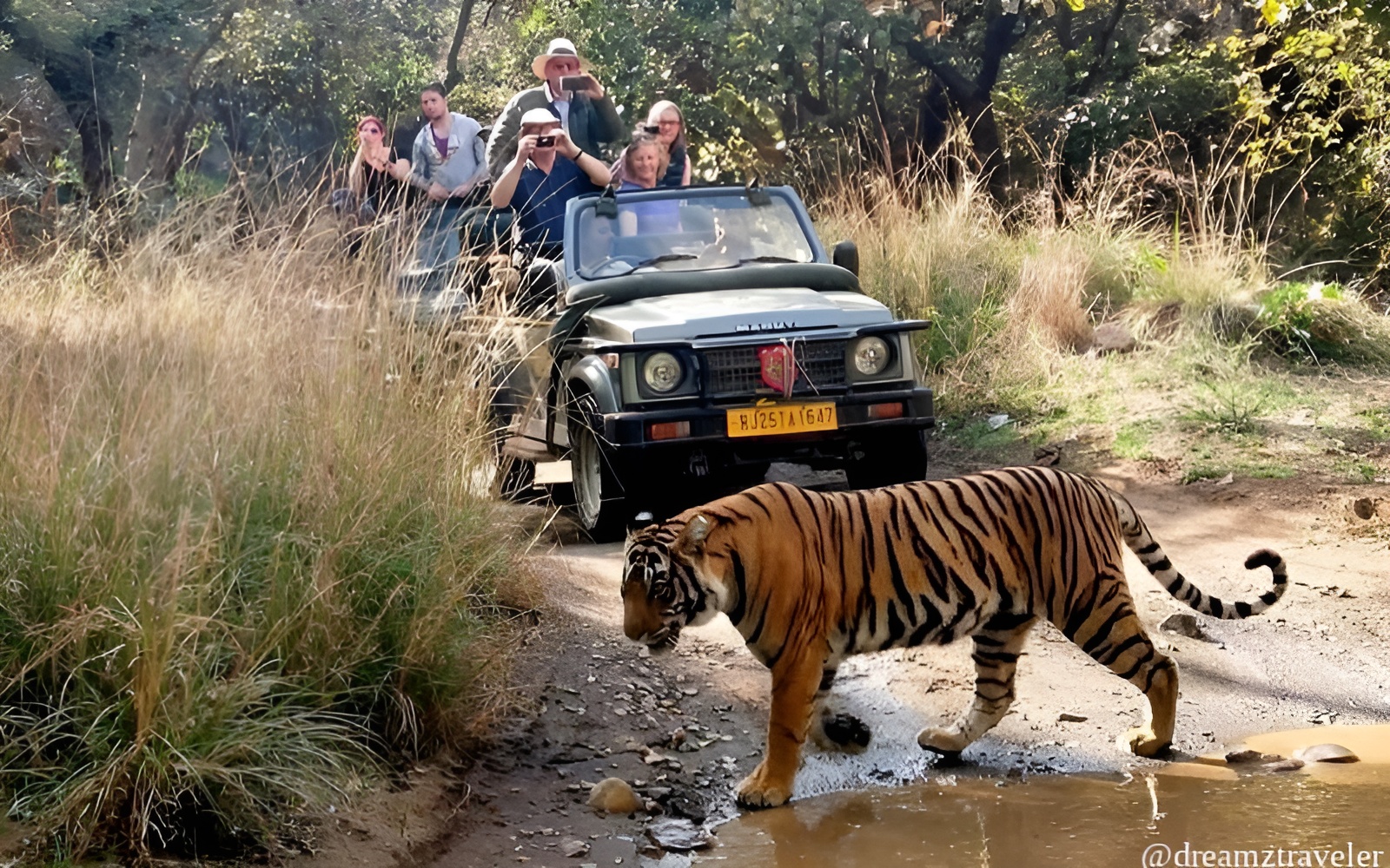 Ranthambore_Jungle_Safari 