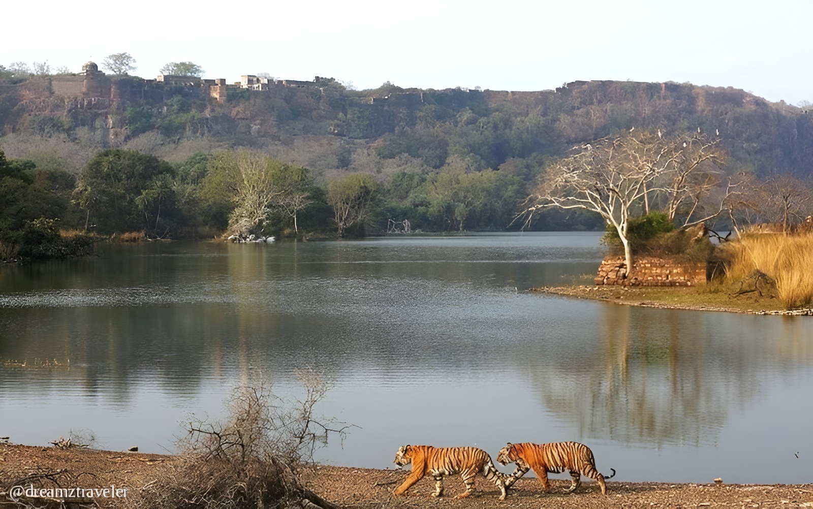 padam-talao-ranthambore